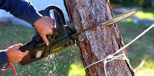  Gunnison, CO Tree Removal Pros