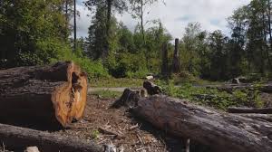 Reliable Gunnison, CO Tree Removal Solutions