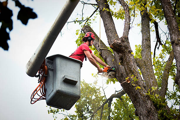 Best Utility Line Clearance  in Gunnison, CO