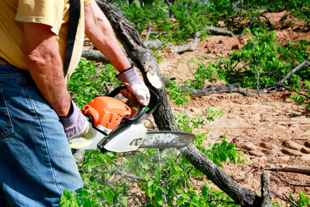 Best Utility Line Clearance  in Gunnison, CO